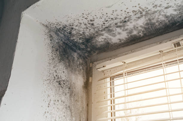 Affordable Attic Mold Remediation solutions in New Berlin, IL