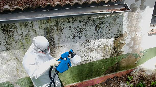 Top rated local Attic Mold Remediation specialists in New Berlin, IL